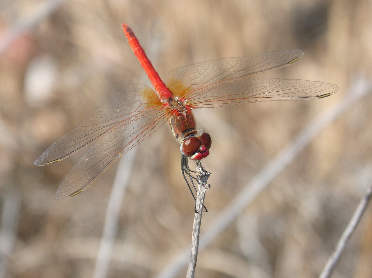 red dragonfly detail branch free photo