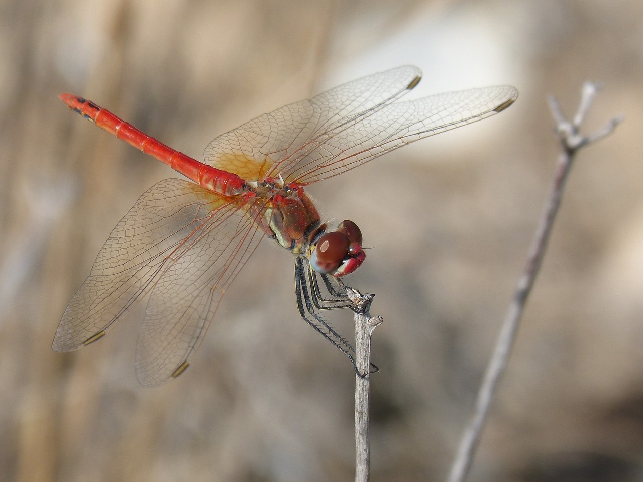 red dragonfly detail branch free photo