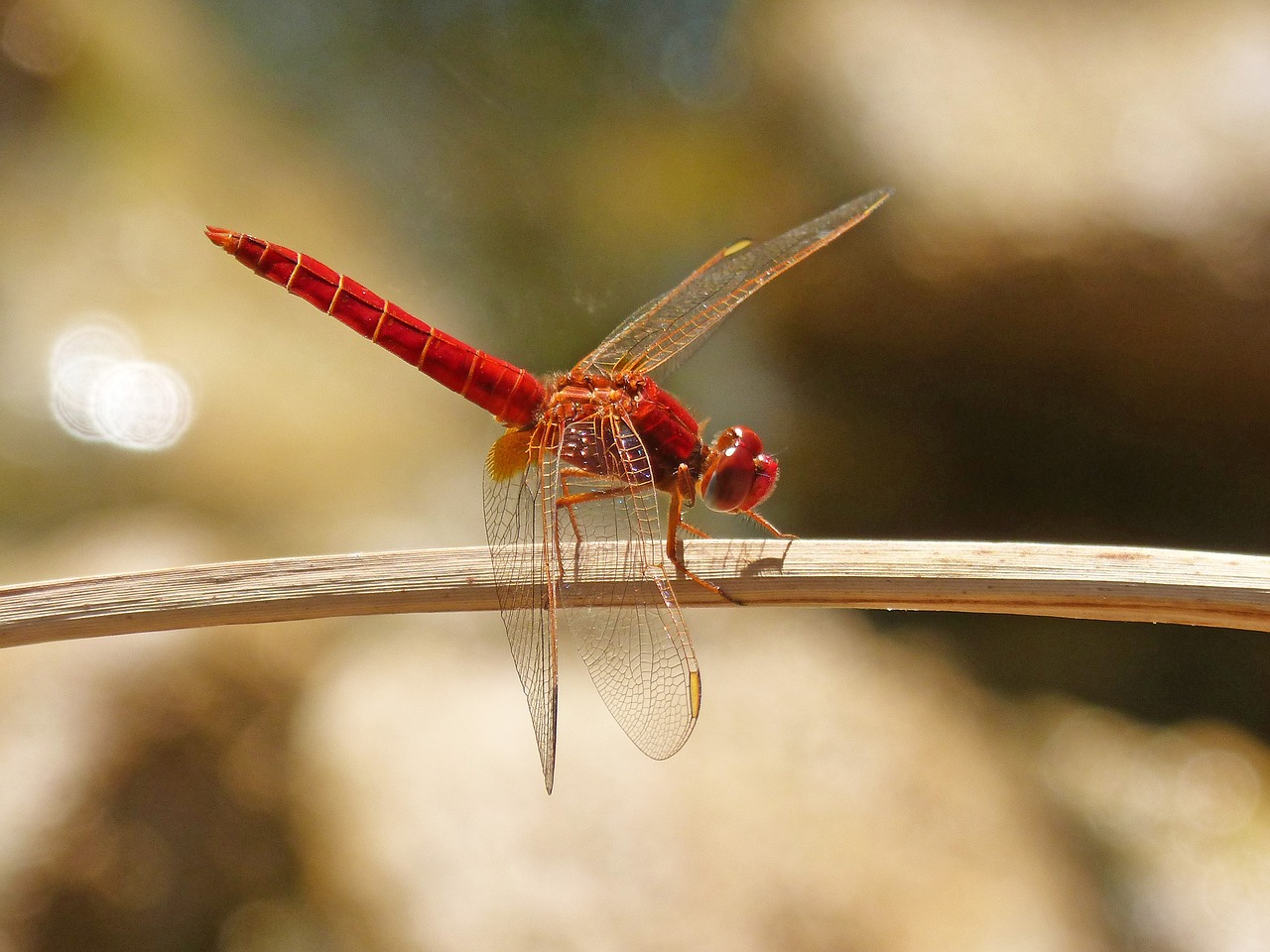 red dragonfly erythraea crocothemis branch free photo