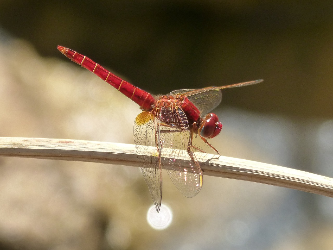 red dragonfly erythraea crocothemis branch free photo