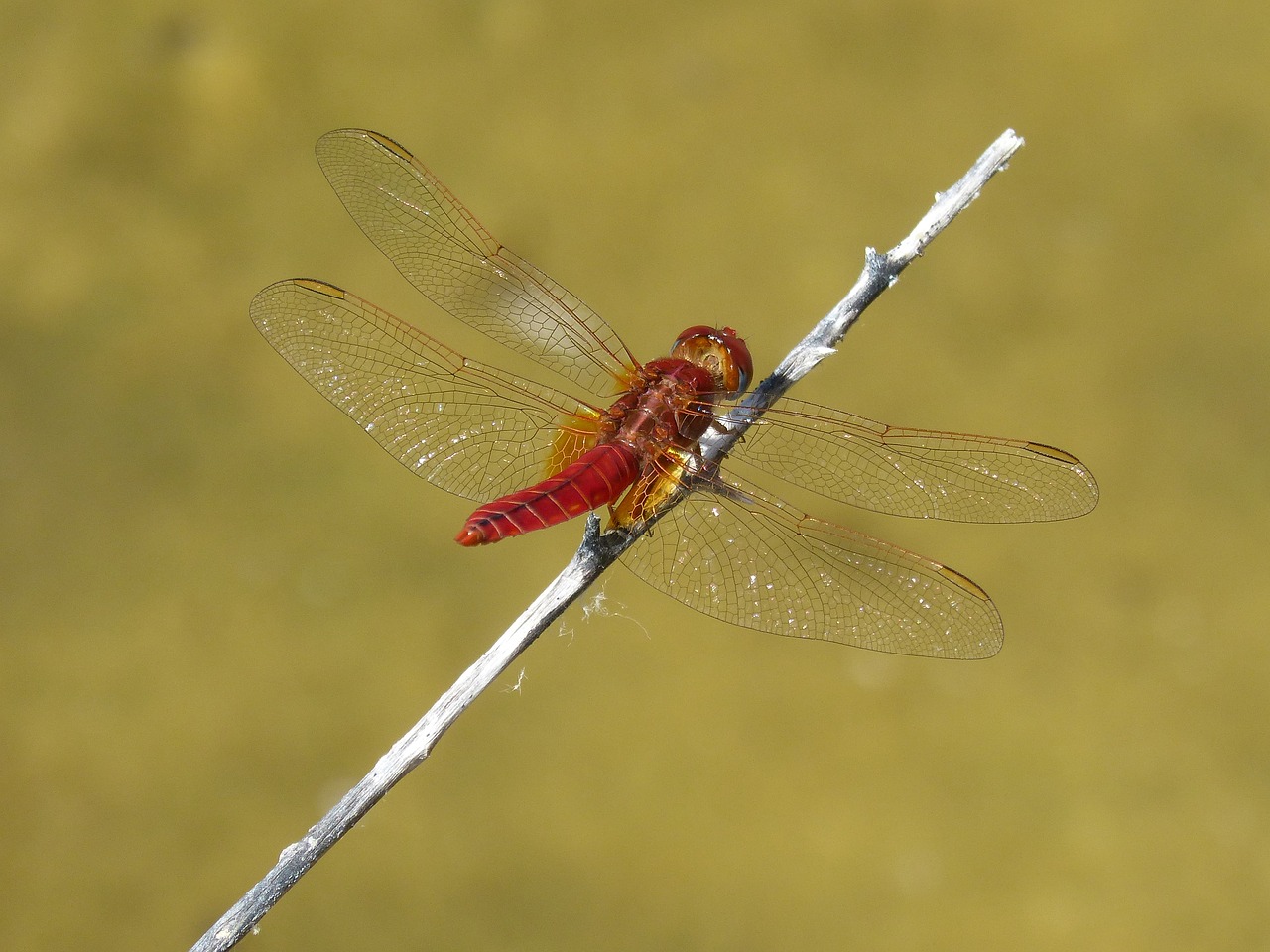 red dragonfly pond branch free photo