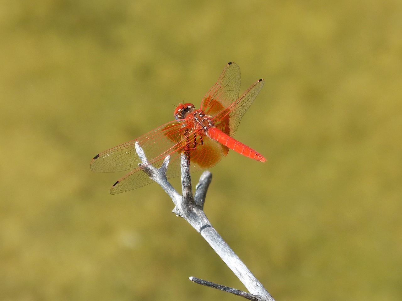 red dragonfly pond branch free photo