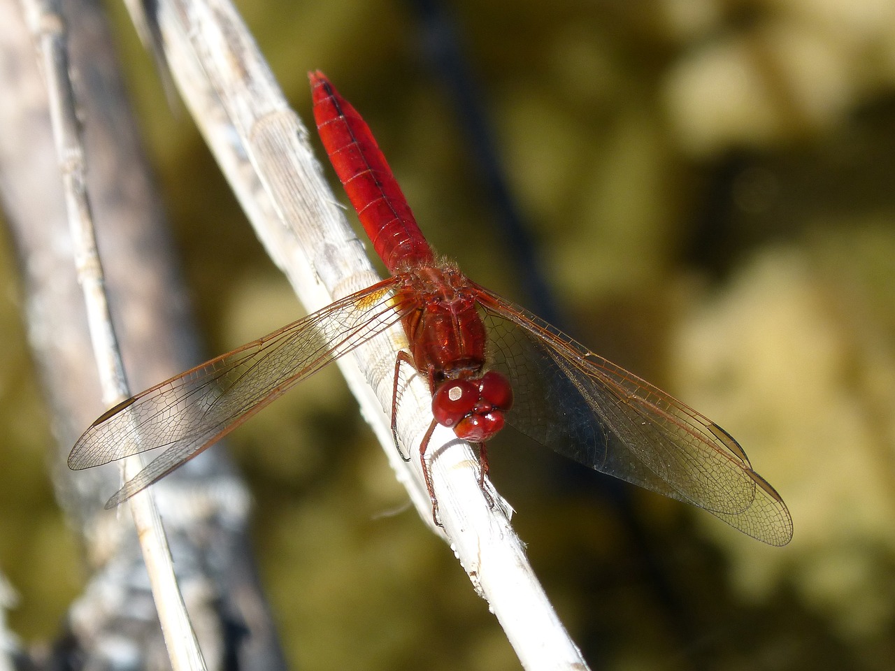 red dragonfly dragonfly branch free photo