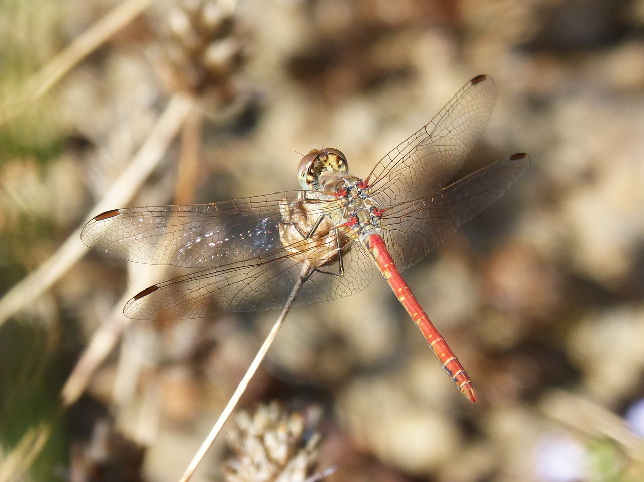 red dragonfly plant dragonfly free photo