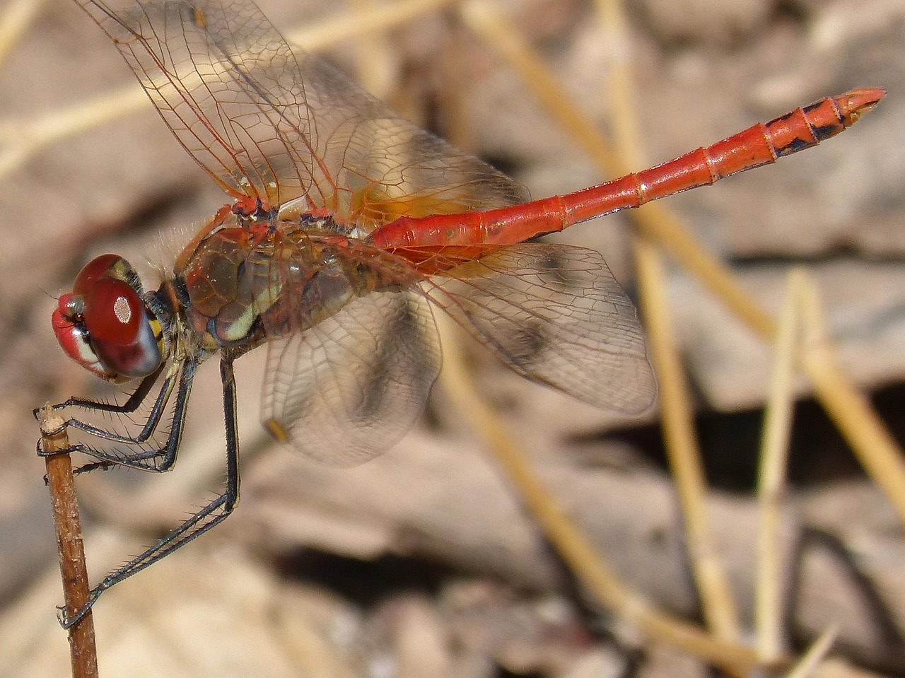 red dragonfly branch sympetrum sinaiticum free photo