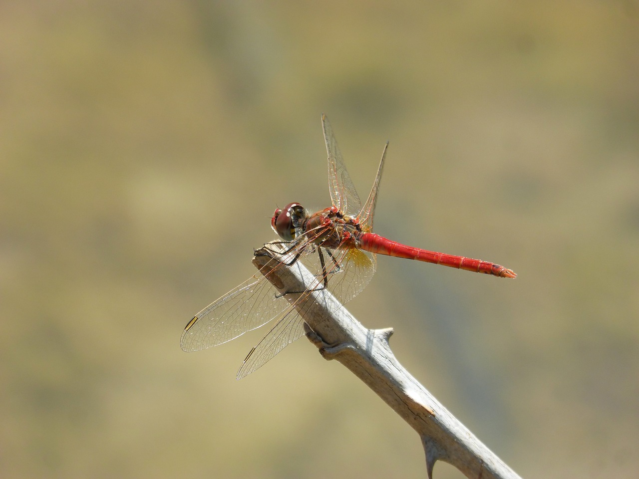 red dragonfly branch thorns free photo