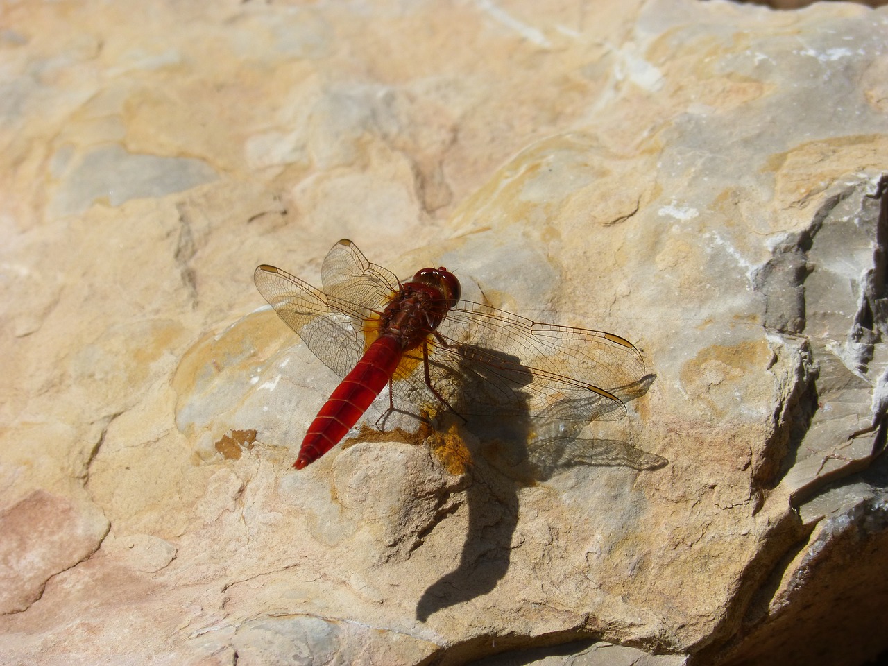 red dragonfly reflection dragonfly free photo