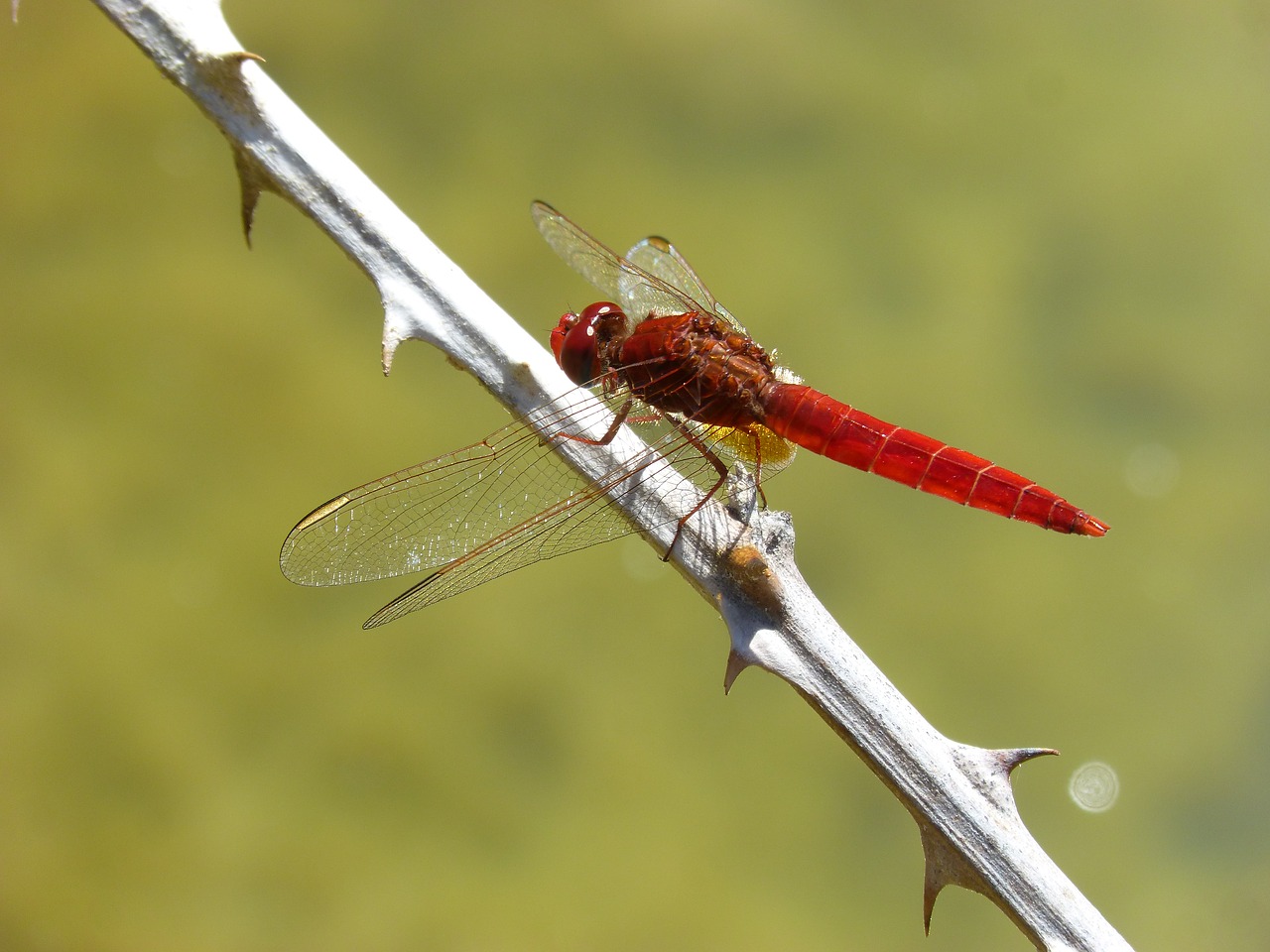 red dragonfly dragonfly branch free photo