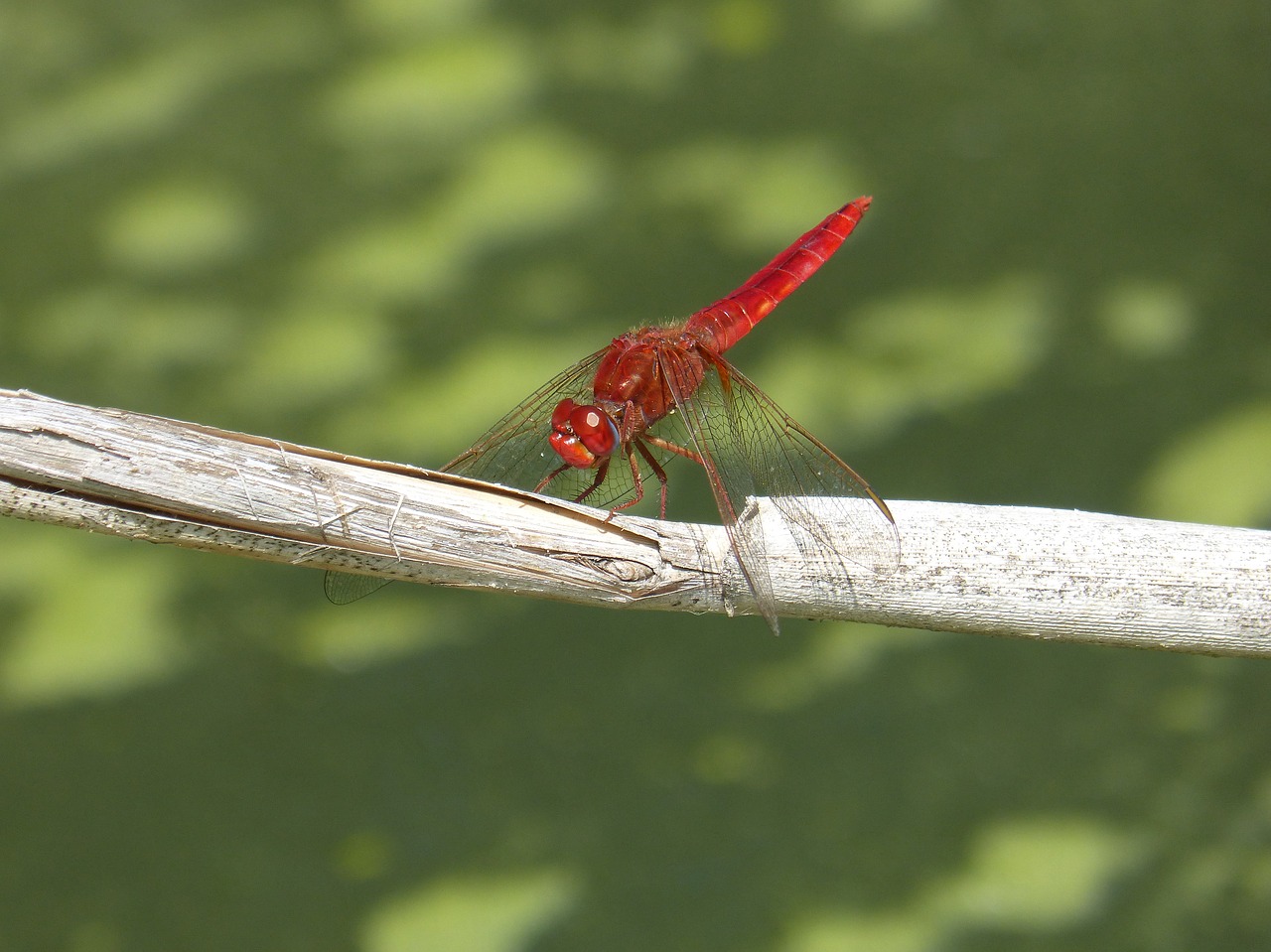 red dragonfly dragonfly american cane free photo