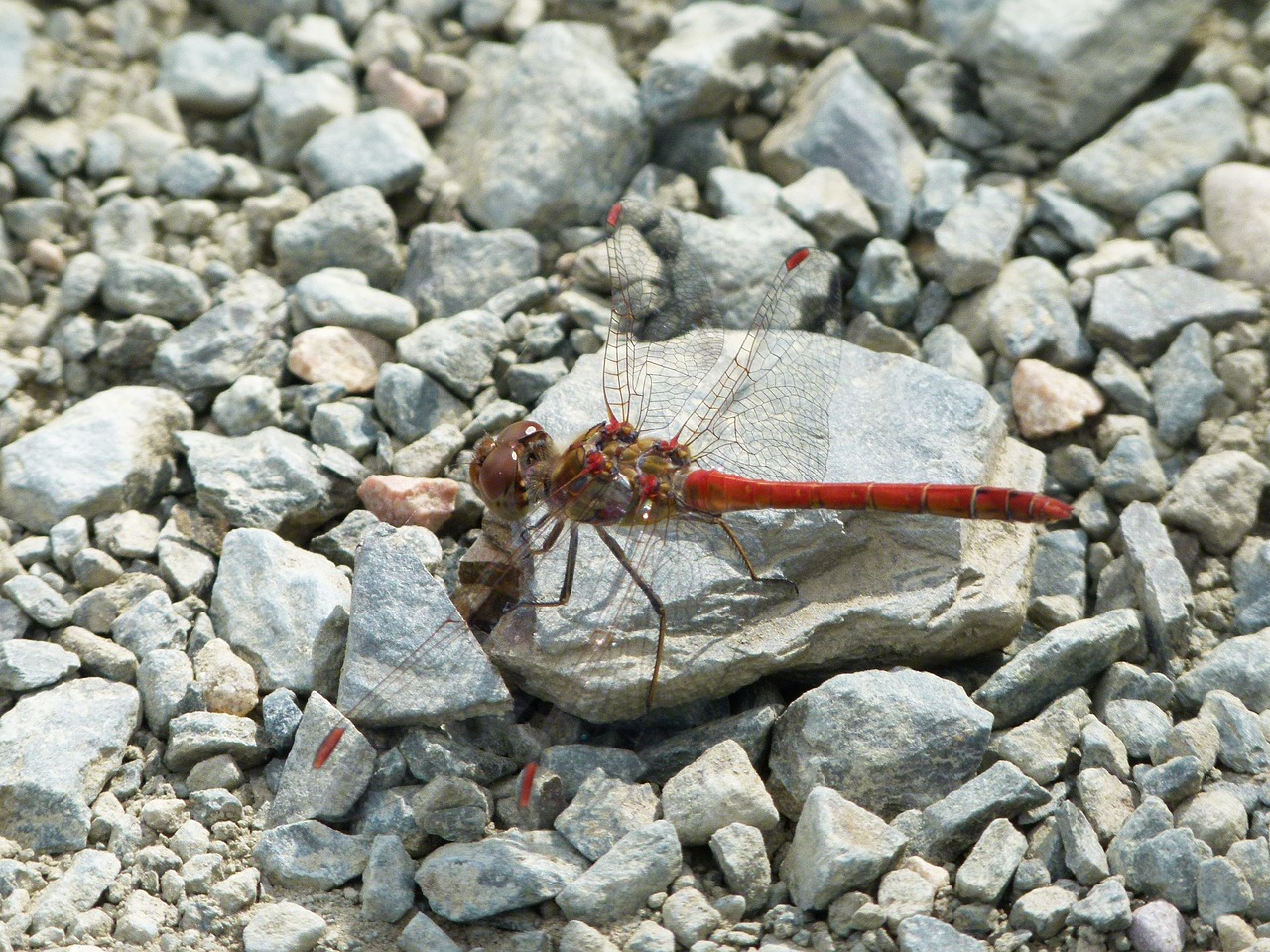 red dragonfly stones winged insect free photo