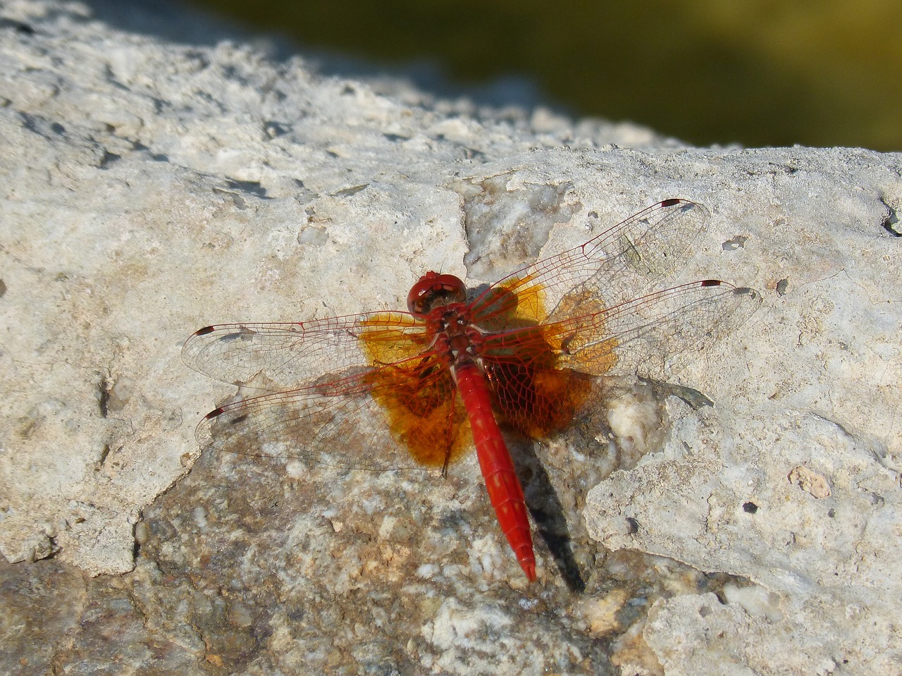 red dragonfly  detail  rock free photo