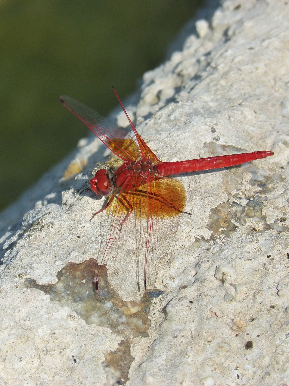 red dragonfly  detail  rock free photo