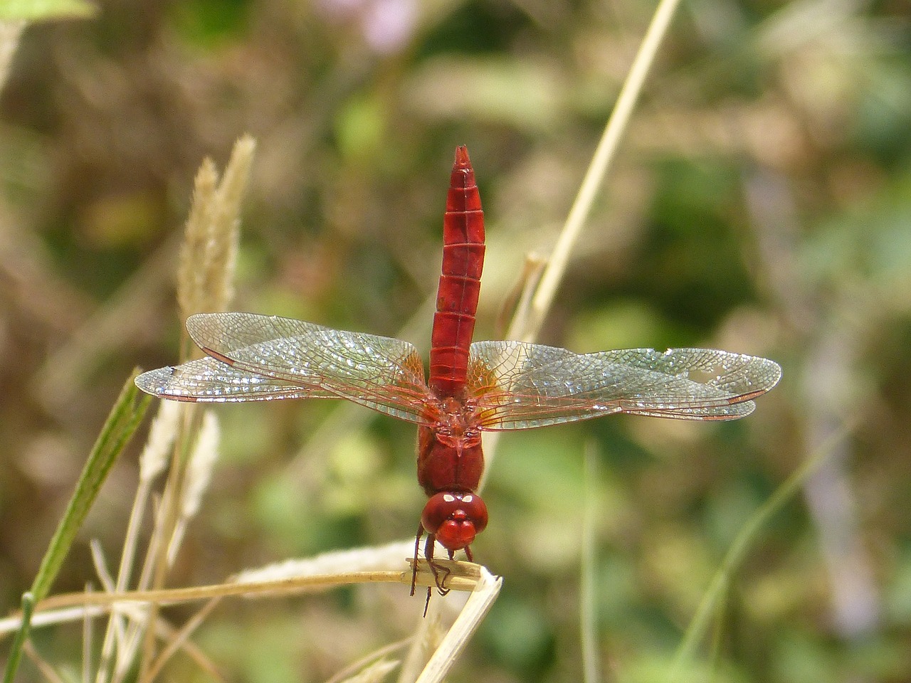 red dragonfly insect macro free photo