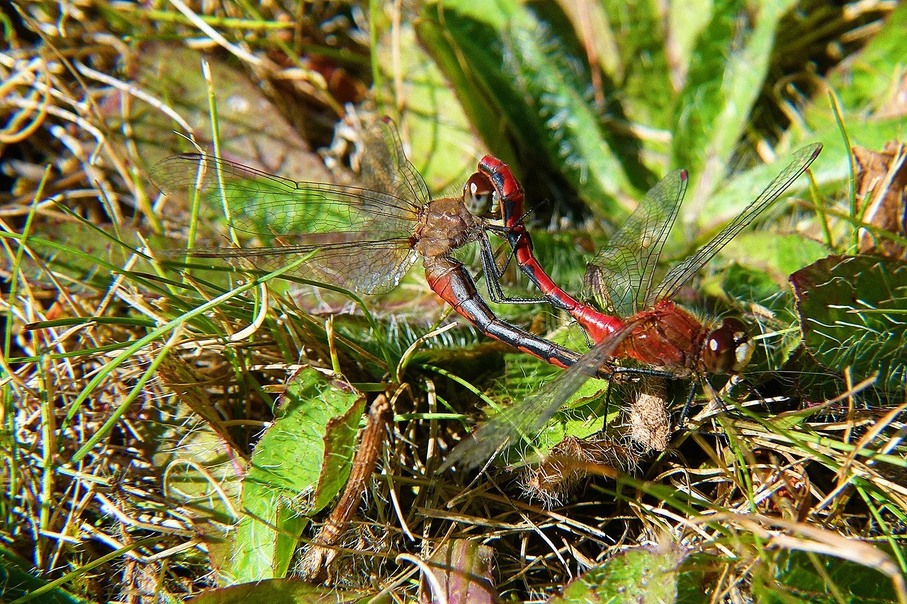 red dragonfly insect nature free photo