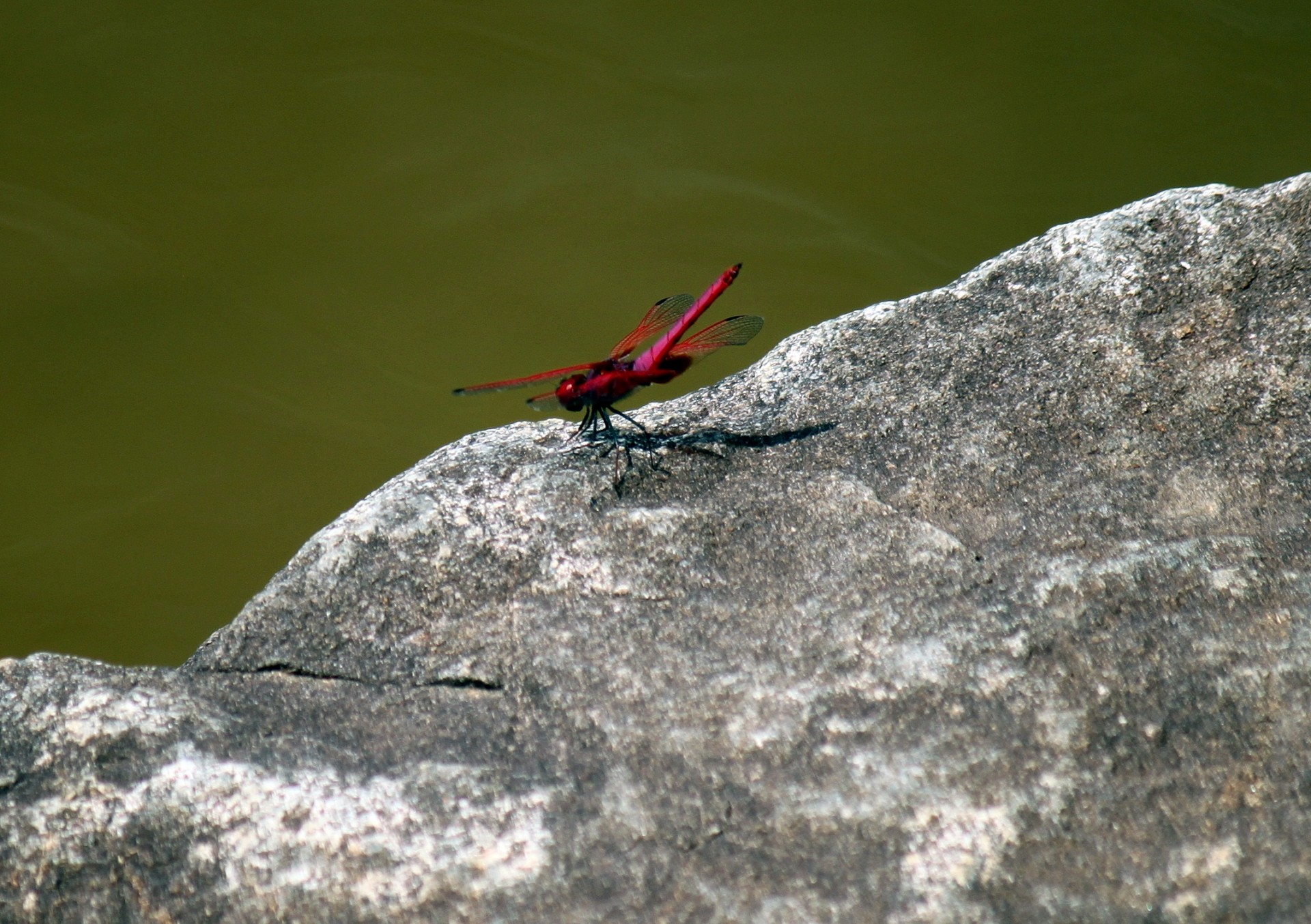 red dragonfly by water rock pink free photo