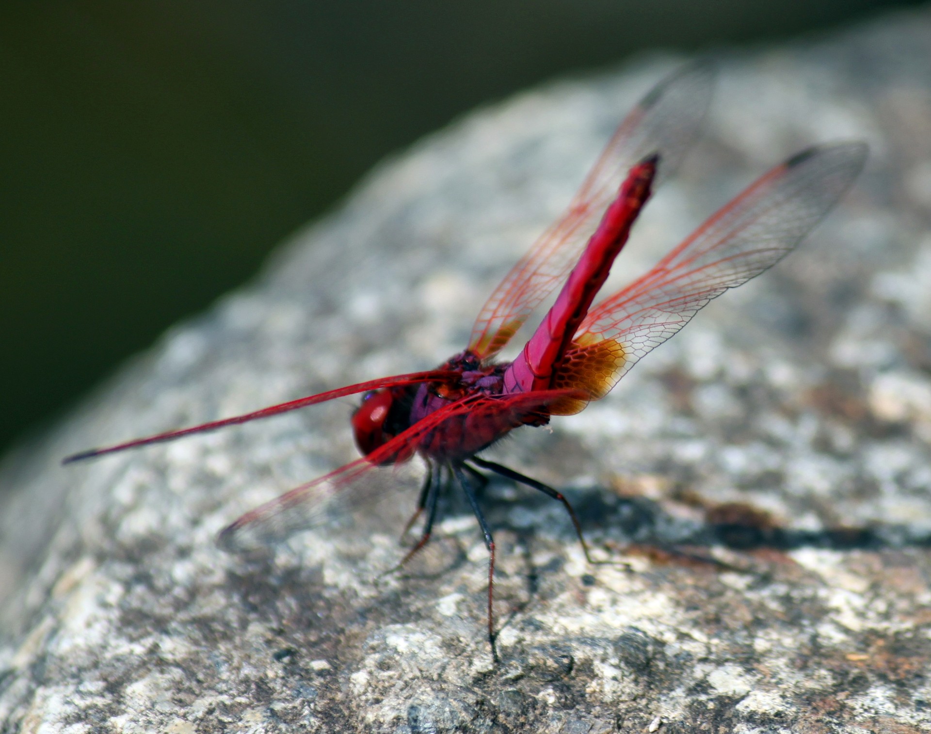 red dragonfly rock sunlight wings free photo