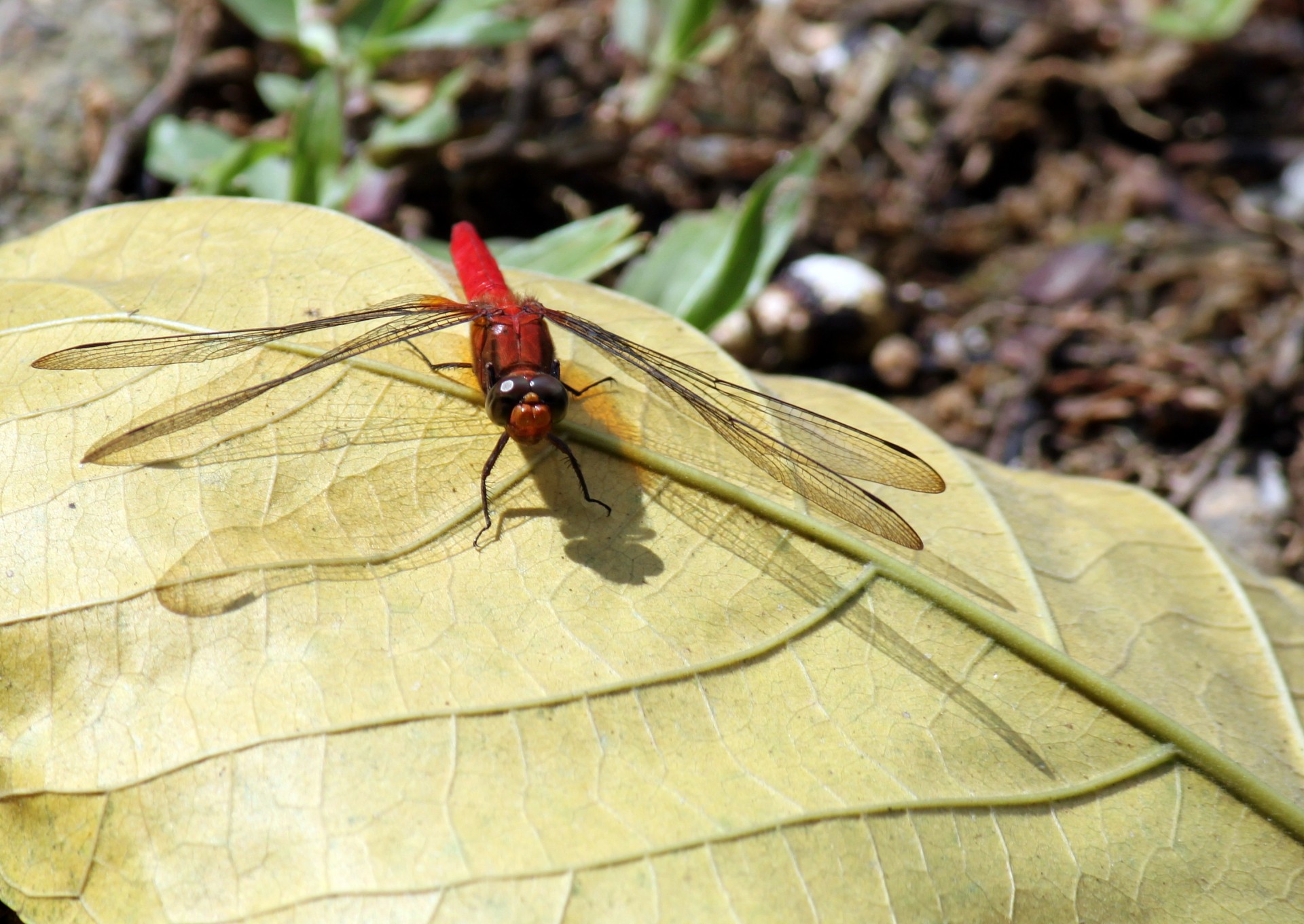 red dragonfly yellow leave fallen leave sunlight free photo