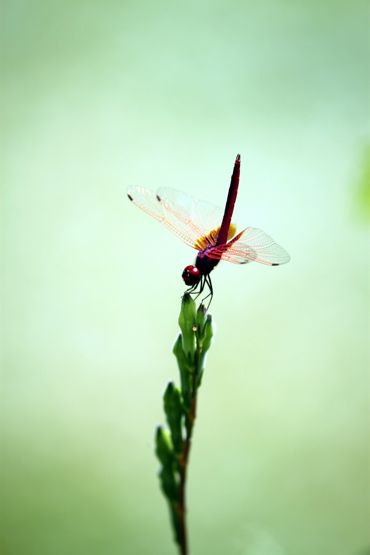 red dragonfly staying at new leaves bulb green leave free photo