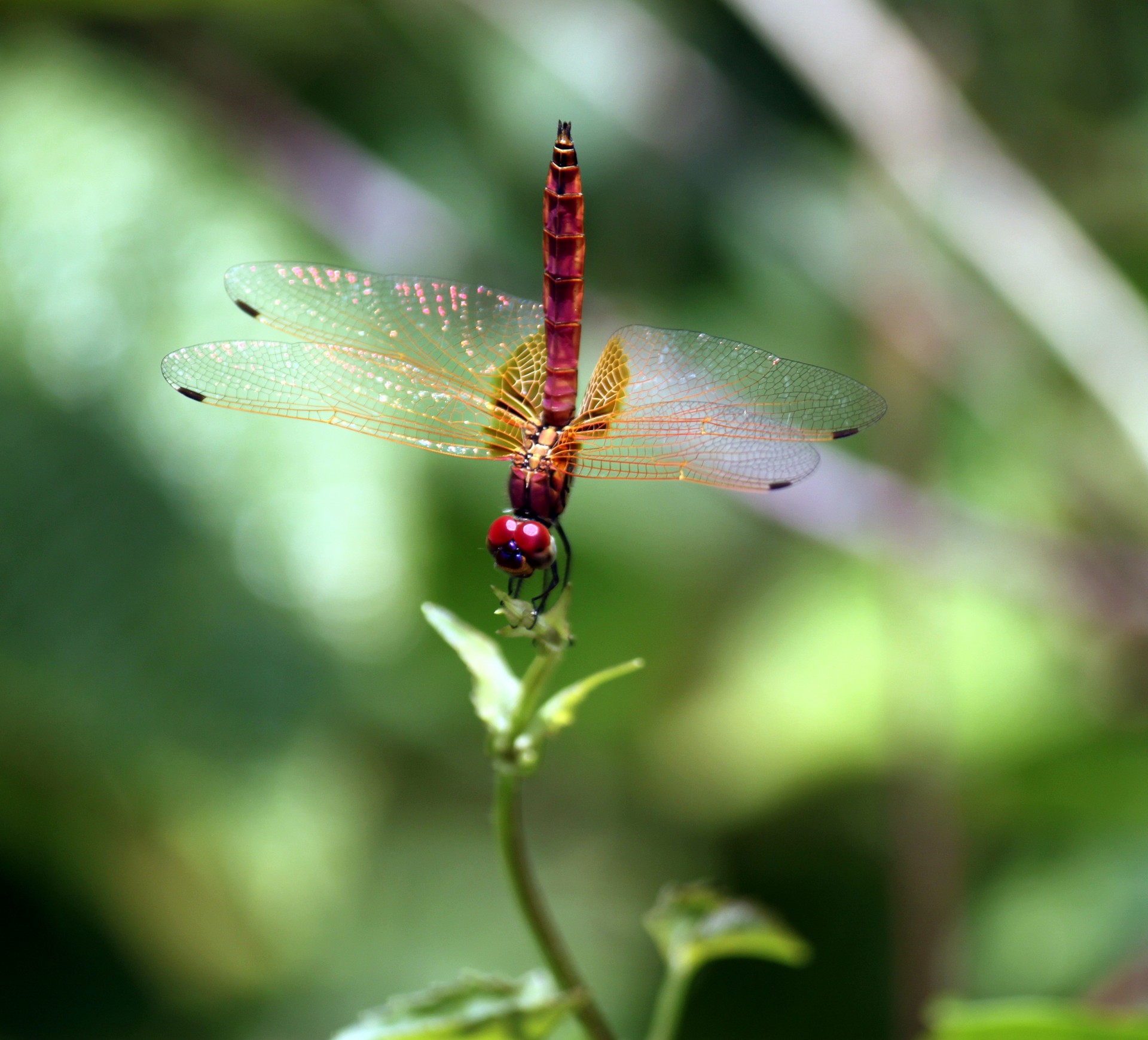 red dragonfly staying at new leaves bulb green leave free photo