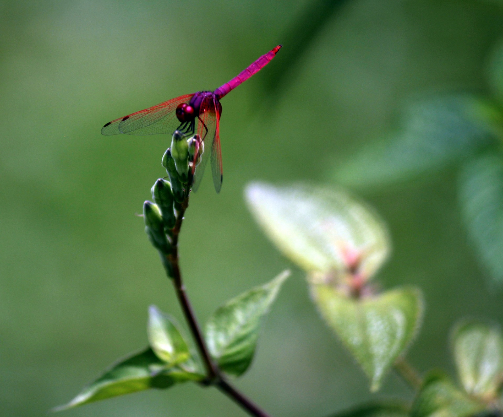 red dragonfly staying at new leaves bub green leave free photo