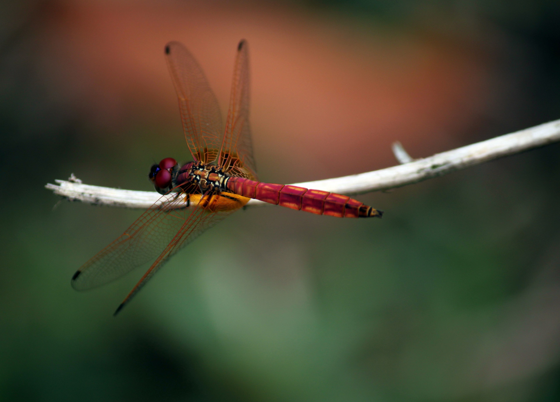 red dragonfly staying at stick dragon fly sunlight free photo