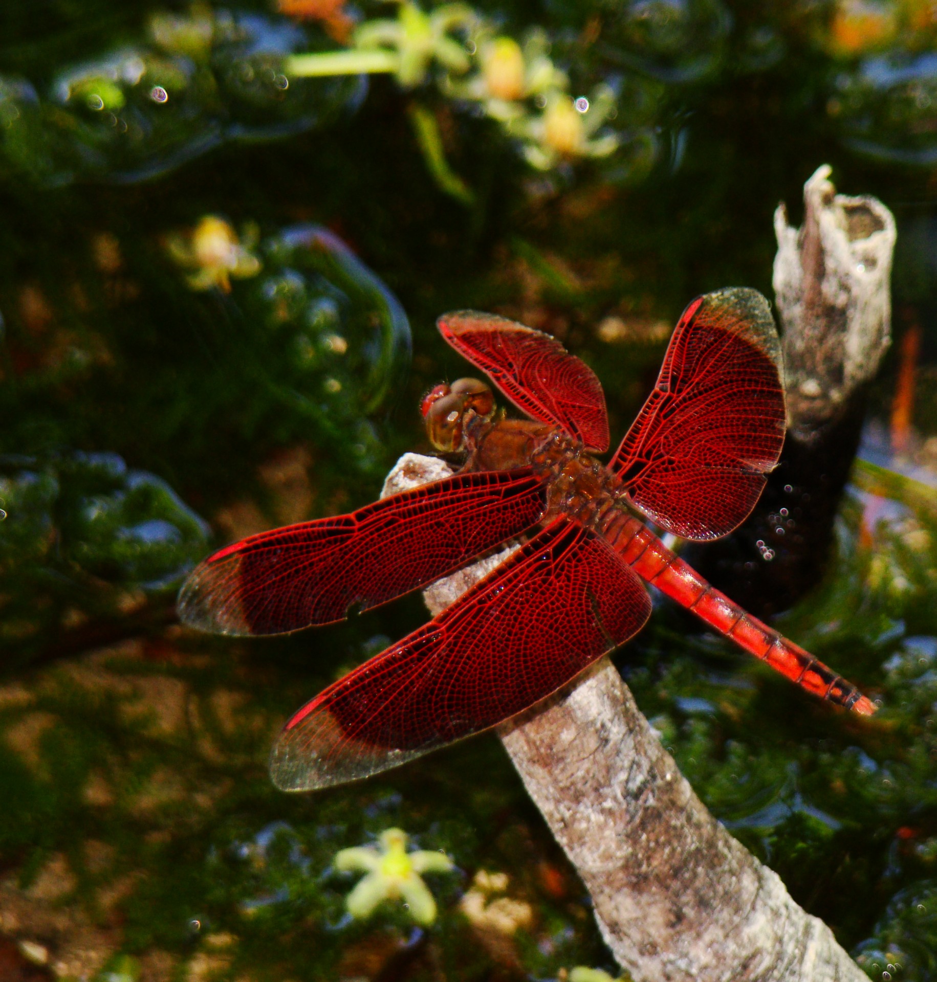 red dragonfly red dragonfly free photo