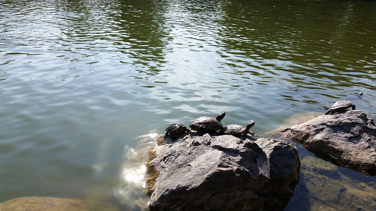 red-eared lake turtles red lake free photo