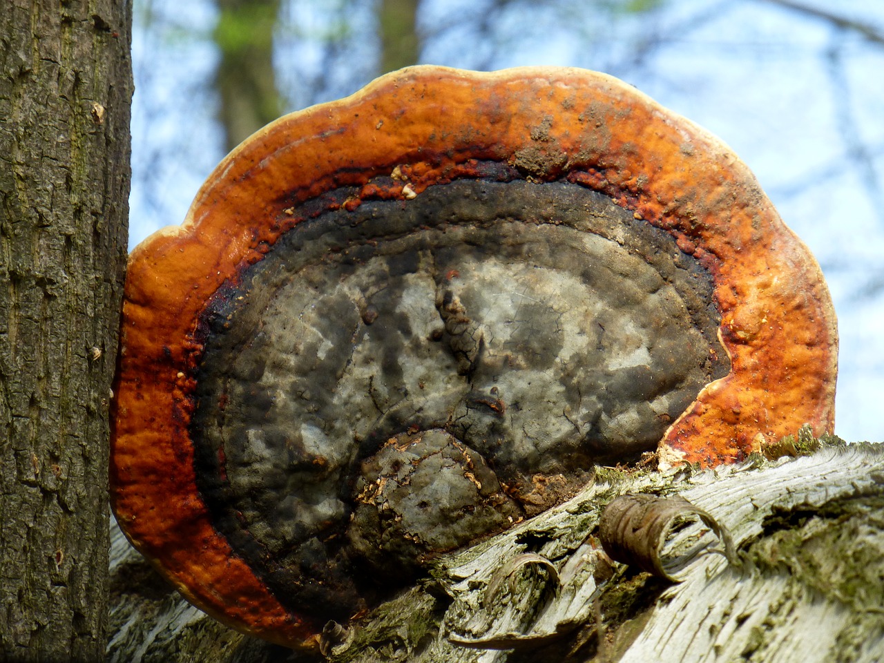 red edge on tree sponge  tree fungus  forest free photo