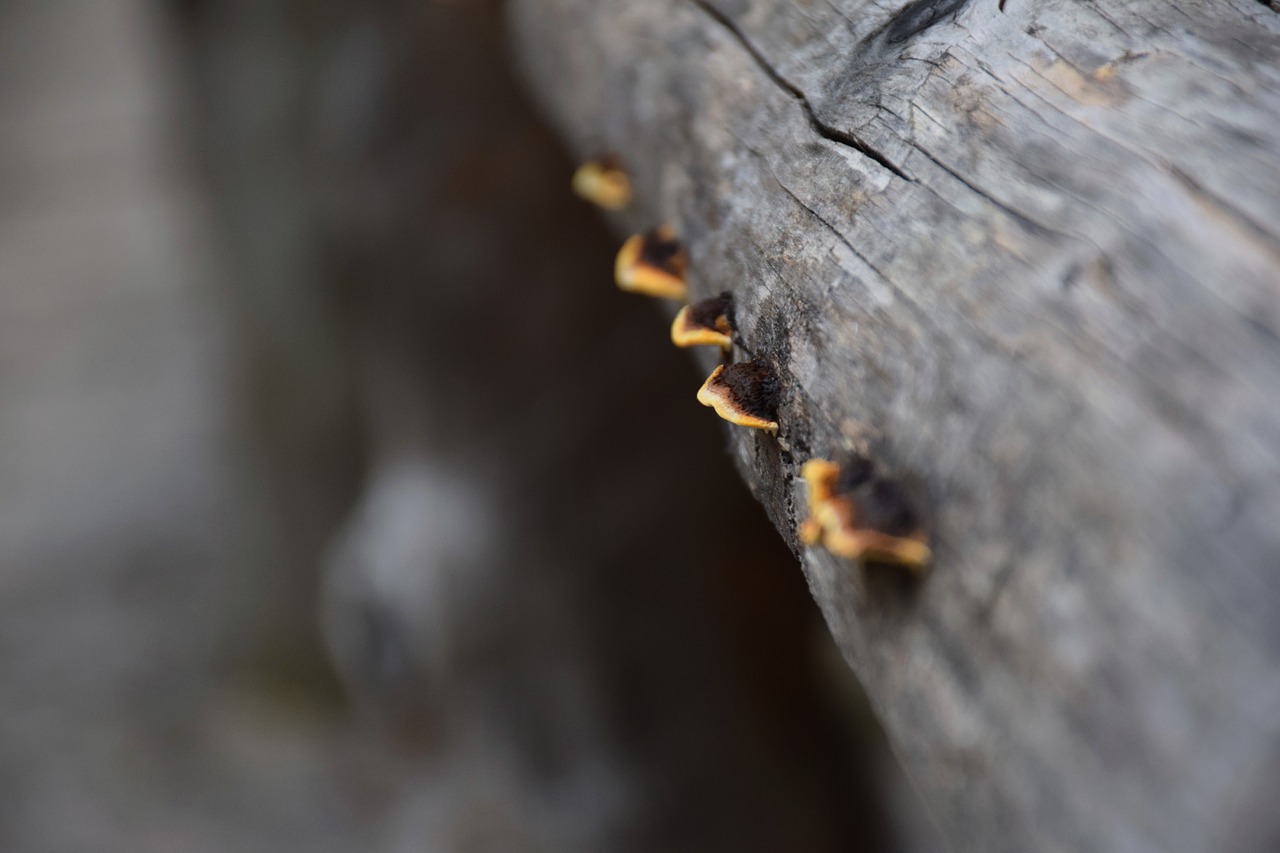 red edge on tree sponge mushroom fomitopsis pinicola free photo