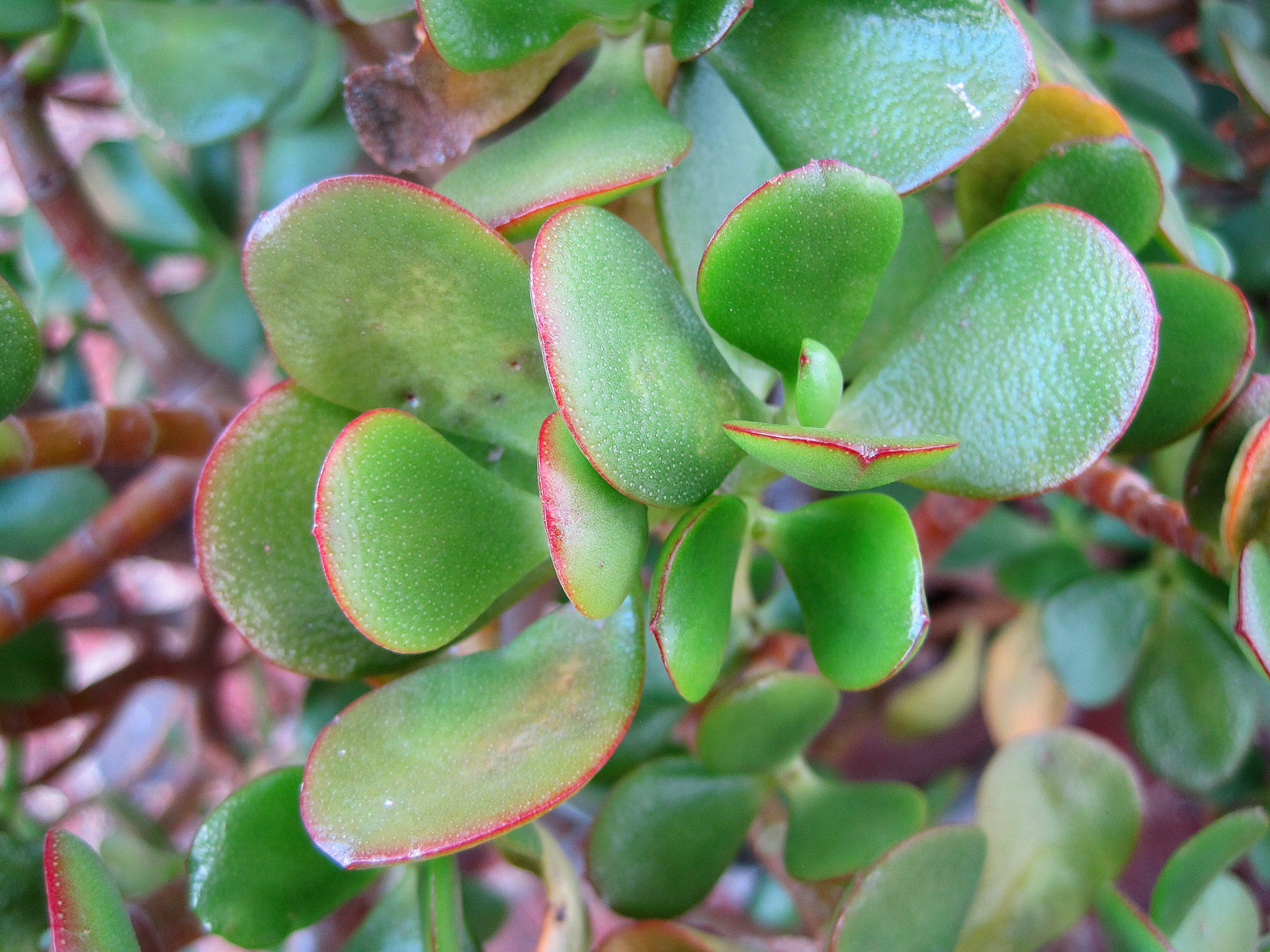 succulent leaf edges red free photo