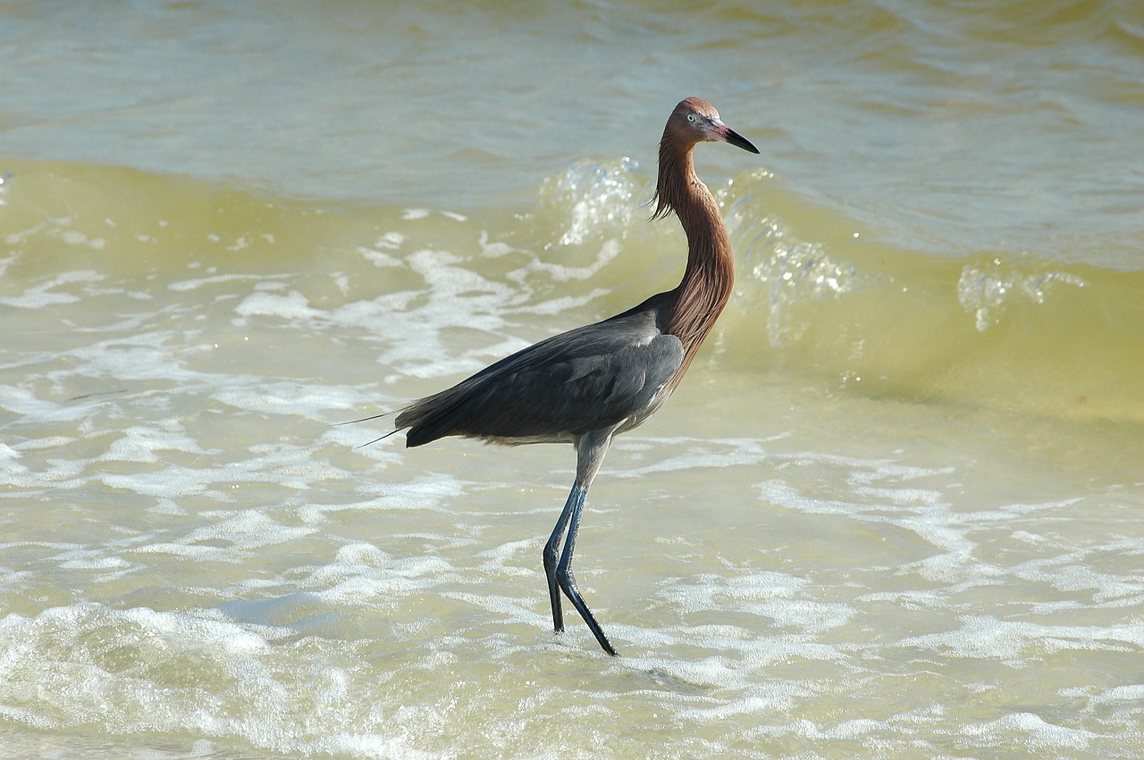 red egret egret tropical free photo