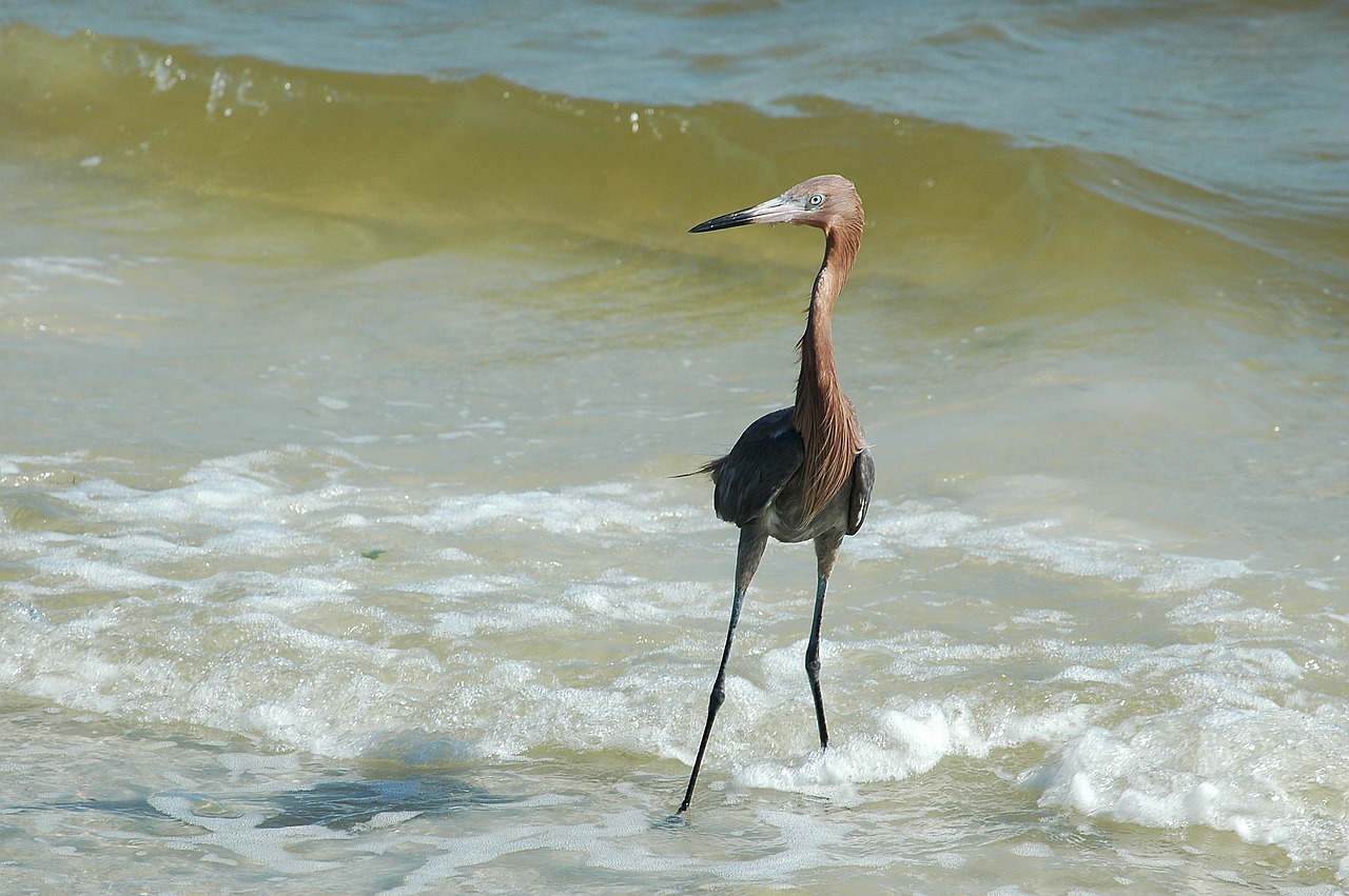 red egret bird avian free photo