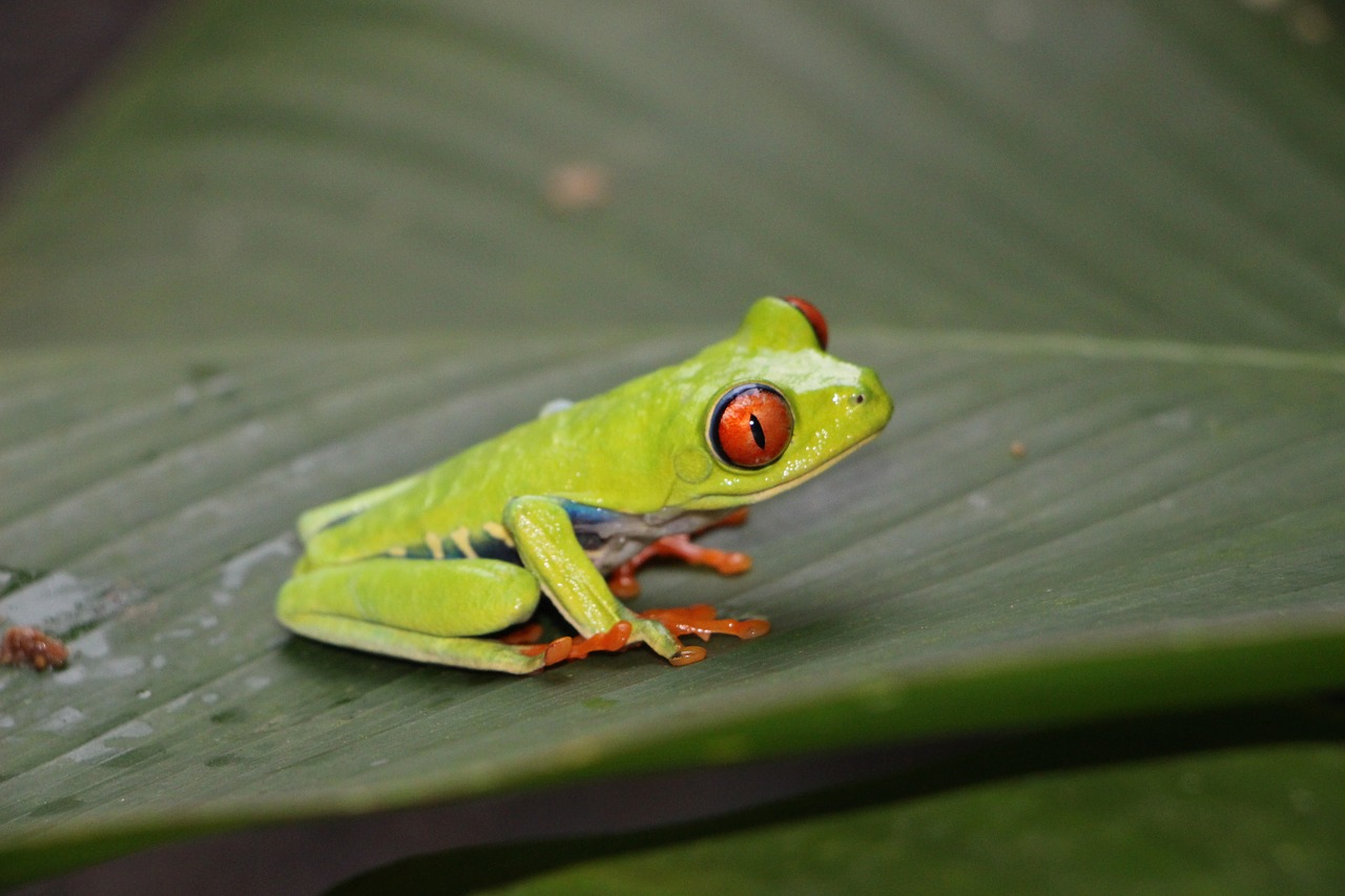 red-eye frog red-eyed tree frog frog free photo