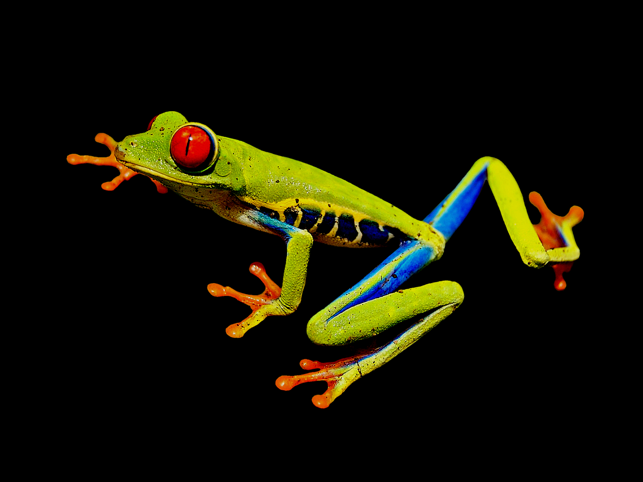 red-eye frog red-eyed tree frog tree frog free photo