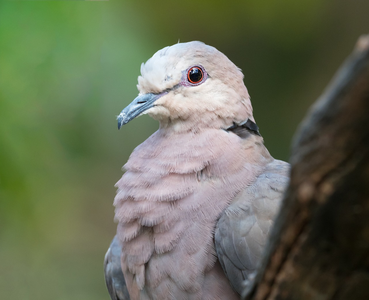 red-eyed dove portrait bird avian free photo