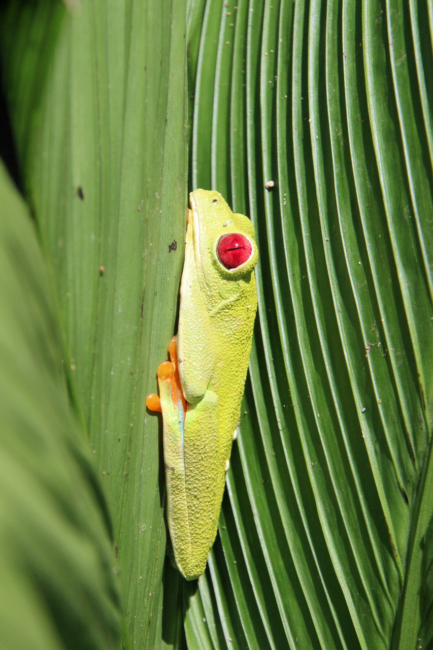 red-eyed tree frog frog costa rica free photo