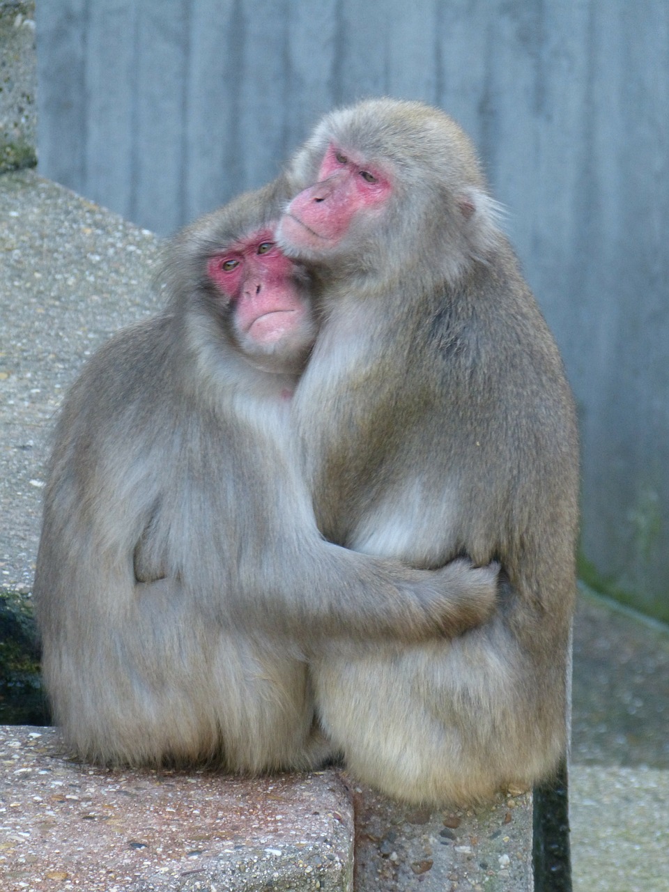 red face macaque macaca fuscata ape free photo
