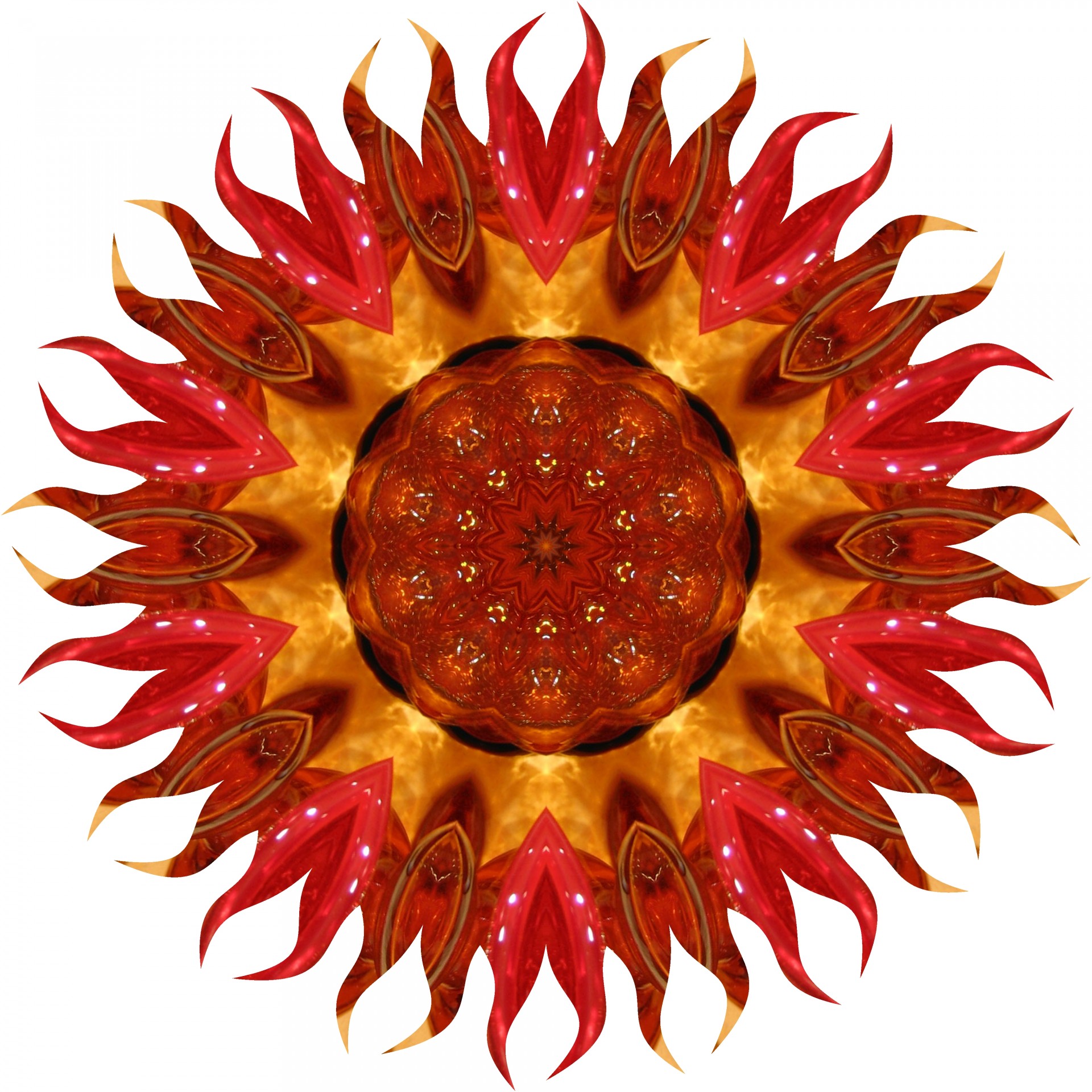 red fire sunflower free photo