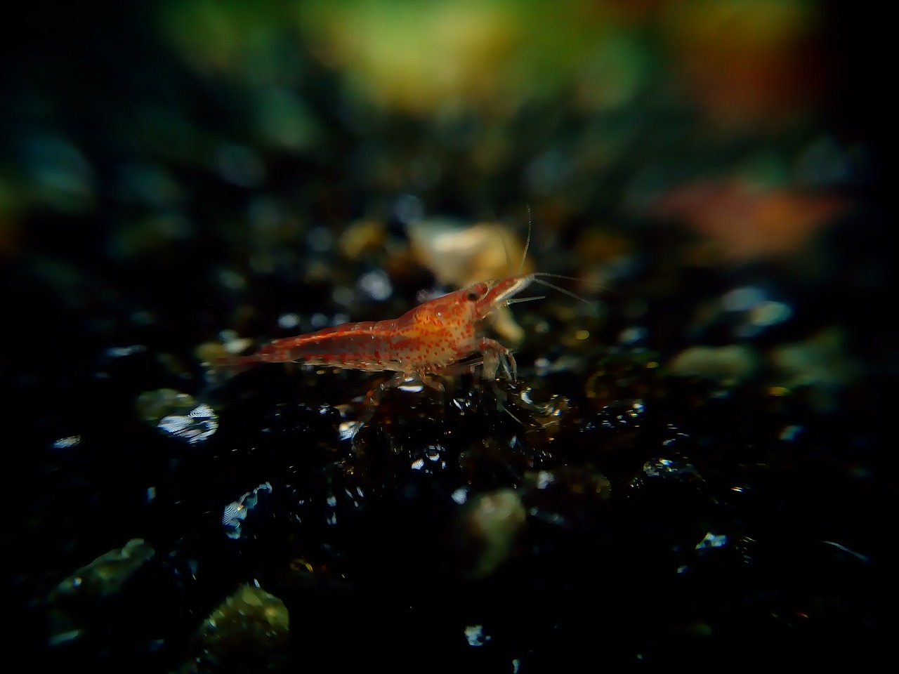 red fire shrimp creature free photo