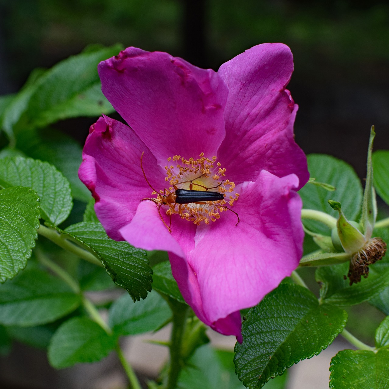 red fire beetle and spider in rose neopyrochroa flabellata insect free photo