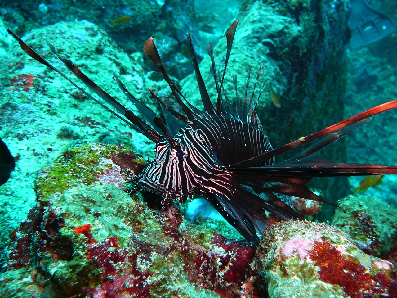 red fire fish lionfish black fire fish free photo