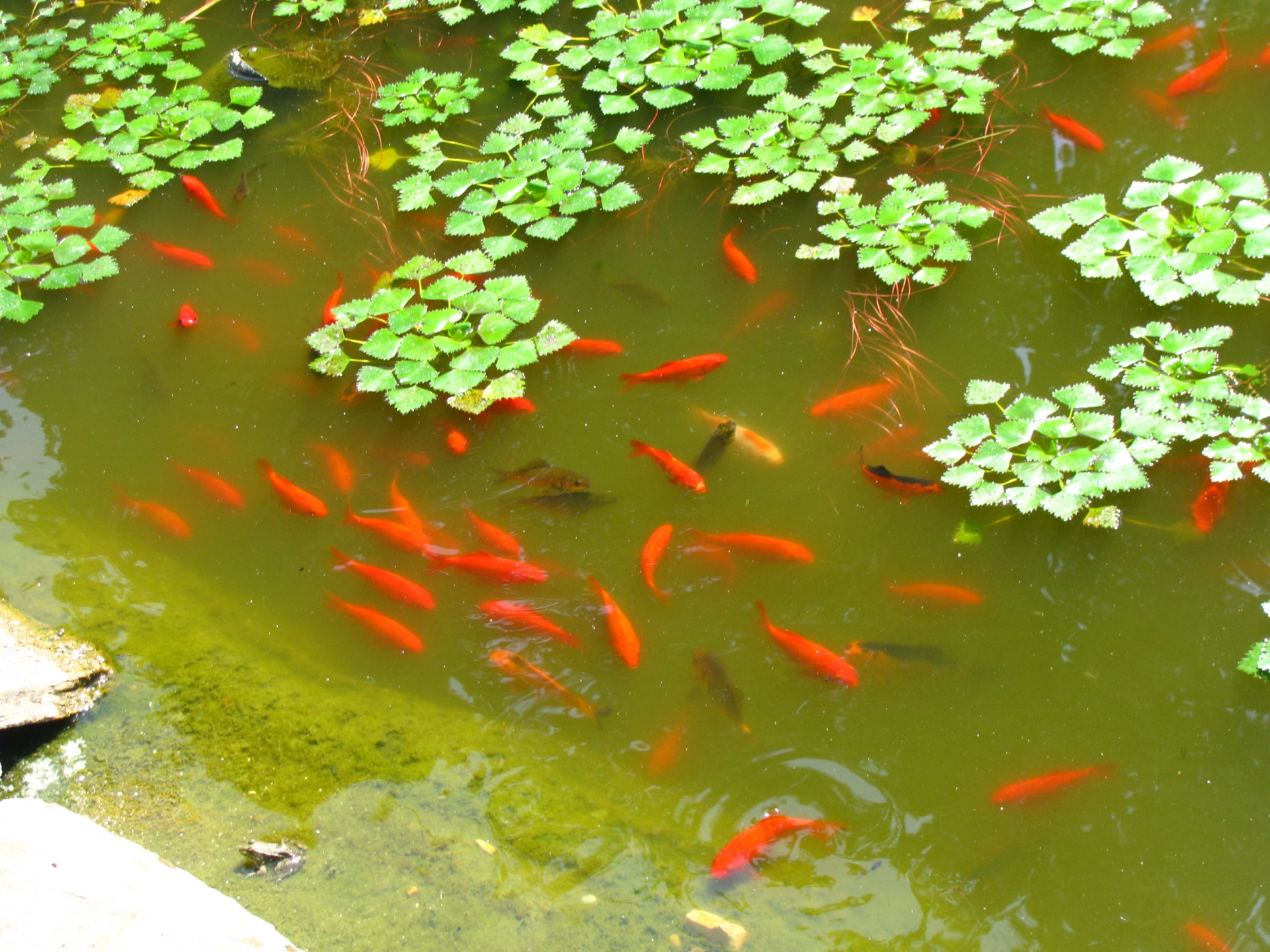 fish red japanese free photo