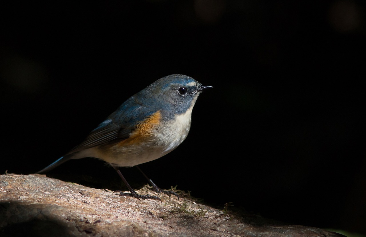 red flanked bluetail birds animals free photo