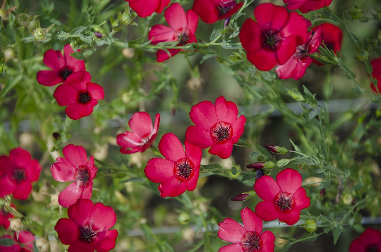 red flax  flax flower  flowers free photo