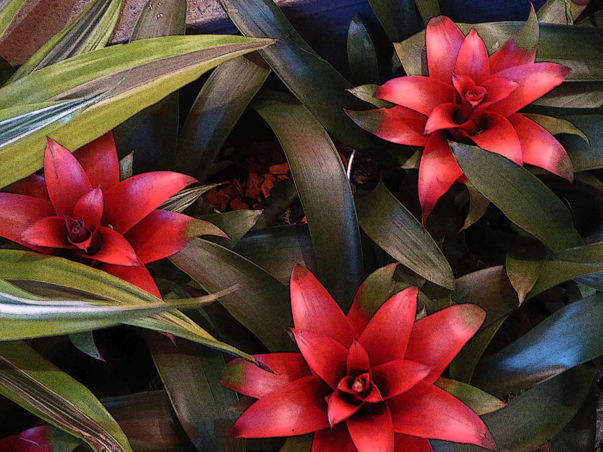 holiday red flowers free photo