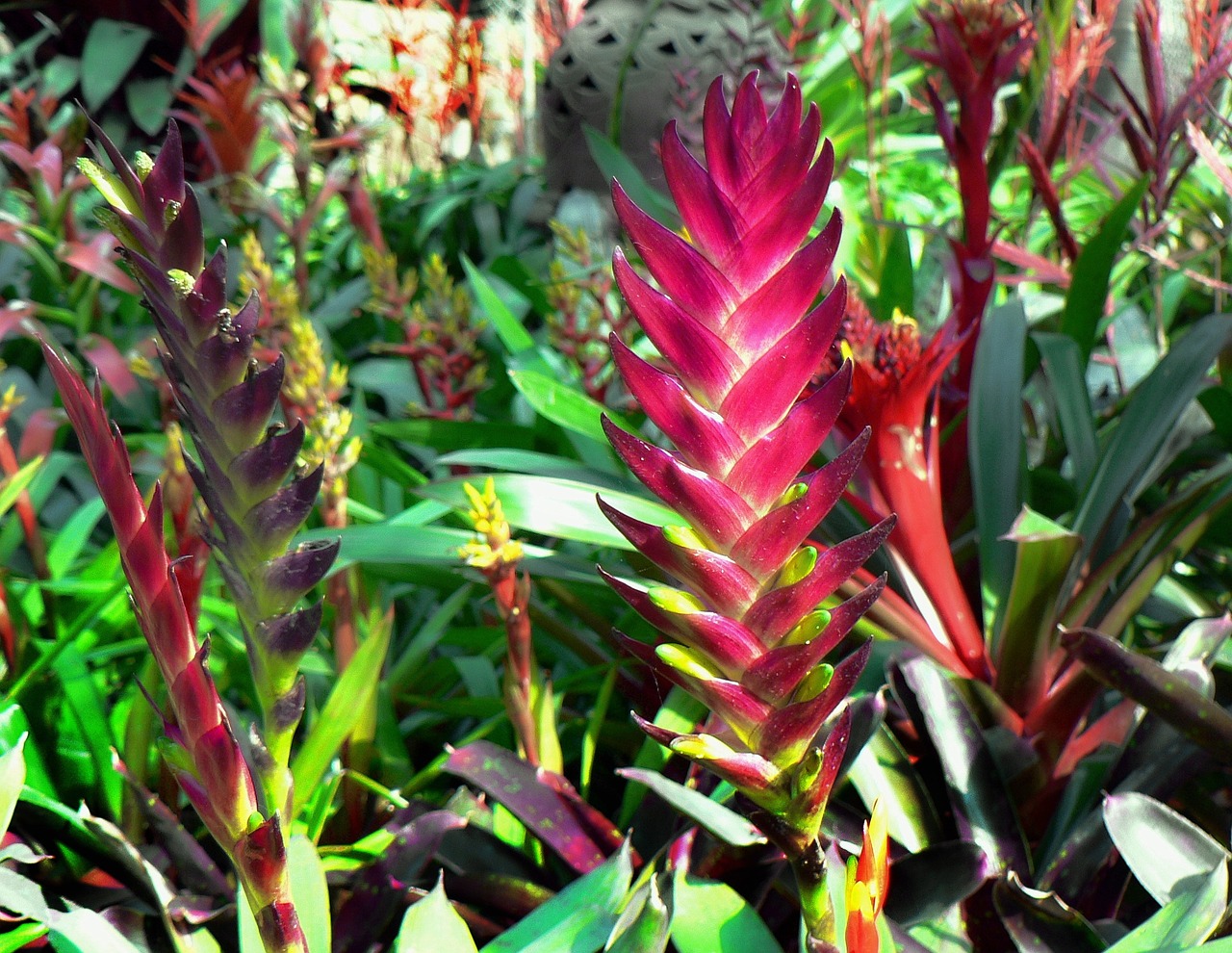 ecuador red ginger tropical flower free photo