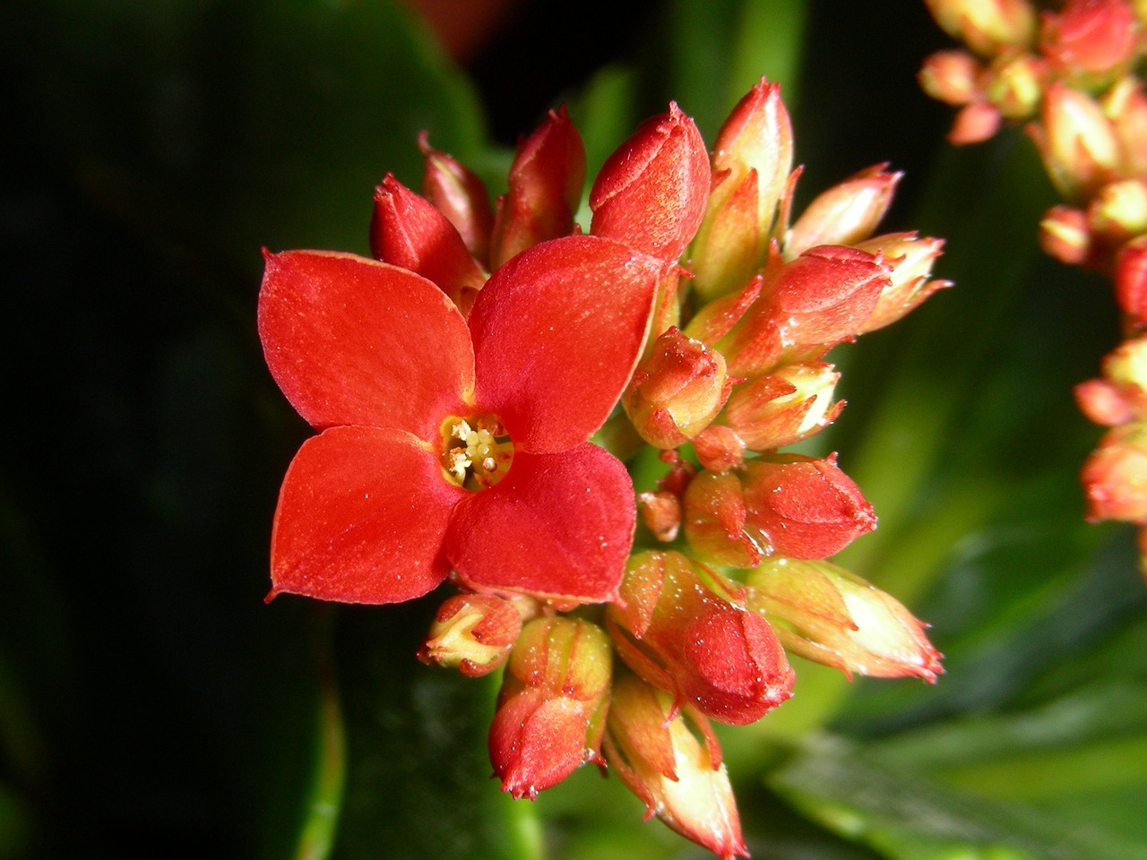 red flower nature plants free photo