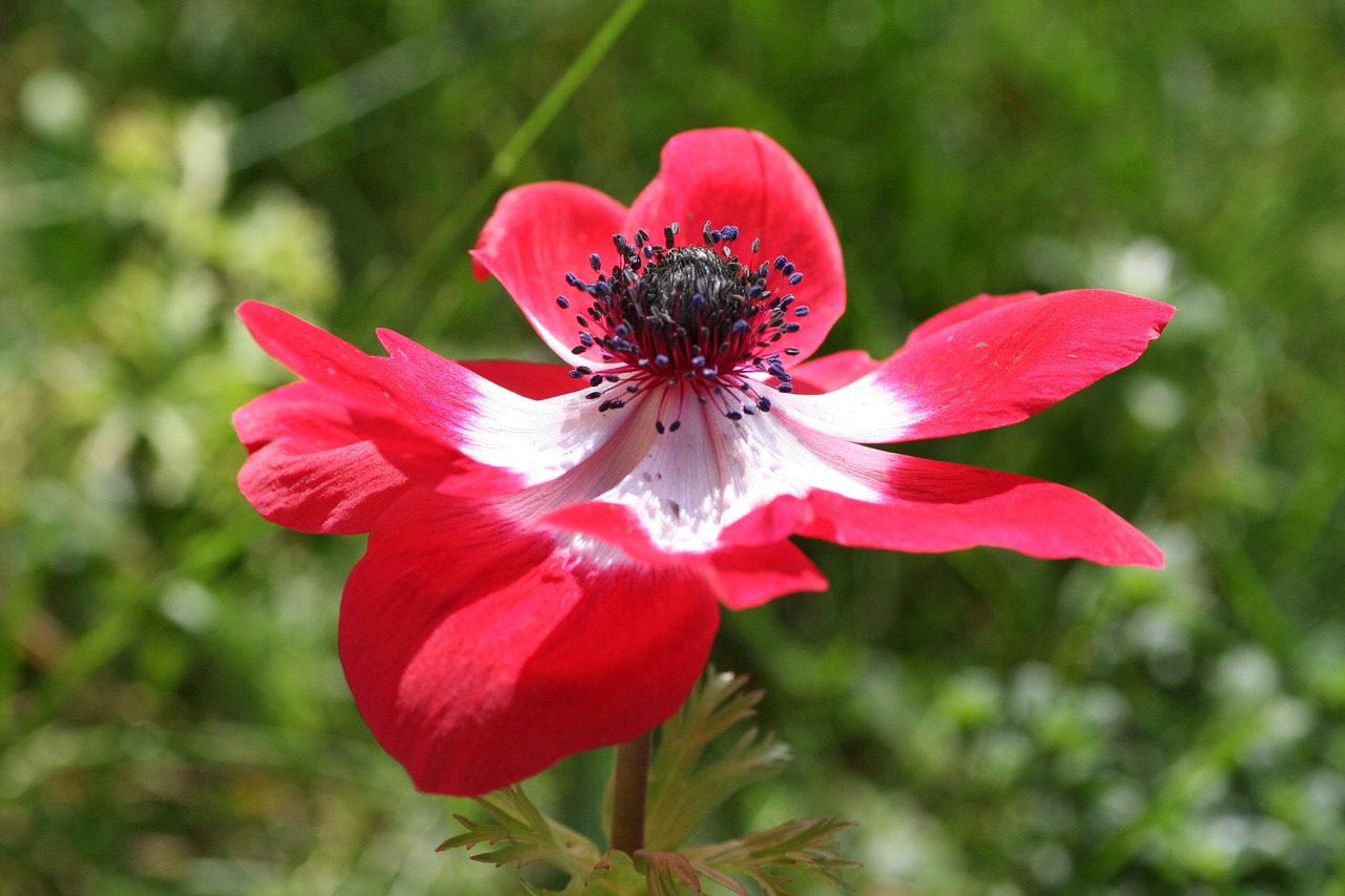 red flower nature petals free photo