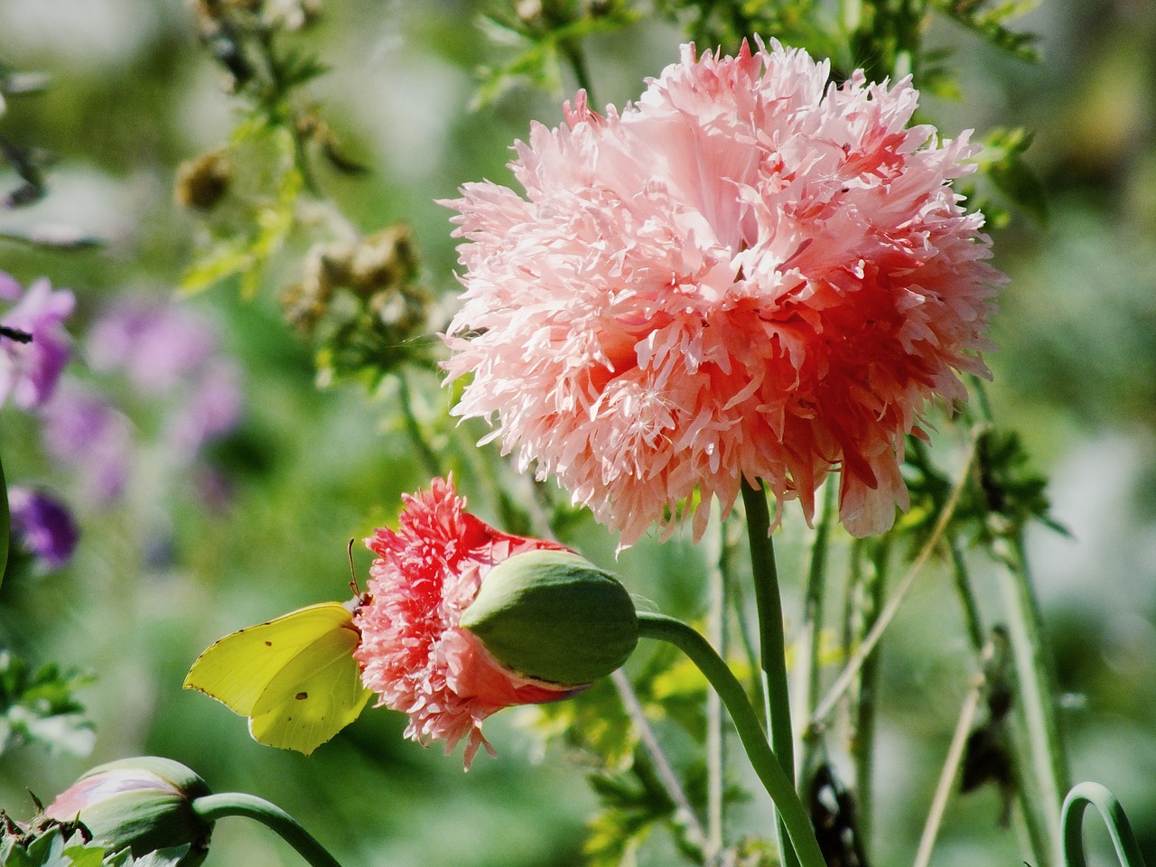 red flower flower petals free photo