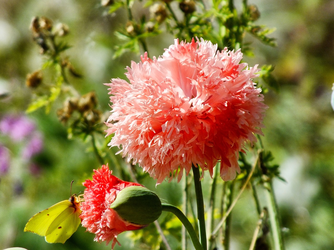 red flower flower petals free photo